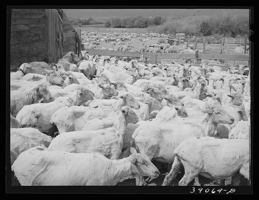 Untitled photo, possibly related to: Freshly-shorn sheep on ranch in Malheur County, Oregon