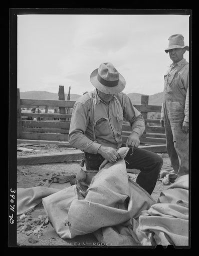 Tying up sacks which will be used to hold wool. Sheep shearing time on ranch in Malheur County, Oregon
