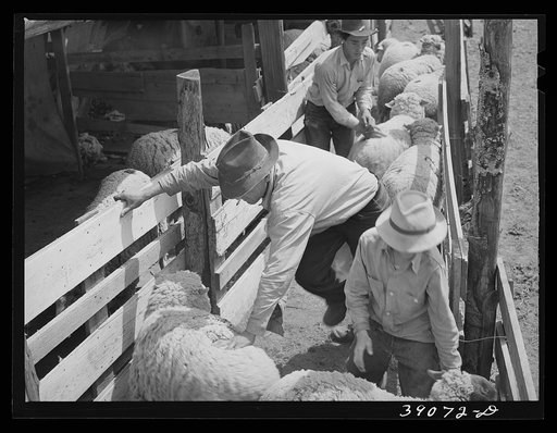 Counting off the sheep as they enter the pens for shearing. Ranch in Malheur County, Oregon