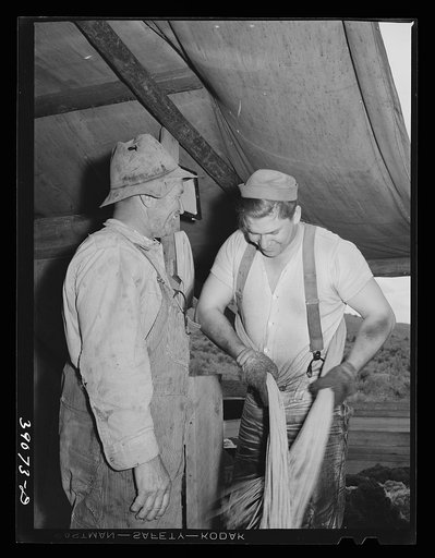 Sheep shearers on ranch in Malheur County, Oregon. The cord around the waist of man on right is used to sew up the sacks which contain wool. These sheep shearers travel in outfit of which man on left is boss, has about twenty members. He, the boss, has several other similarly sized outfits. They tra