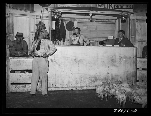 Pigs for an auction at sale in Ontario region. Raising of hogs is on the increase in Oregon, the increase from 1935 to 1937 being from 169,000 head to 242,000 head