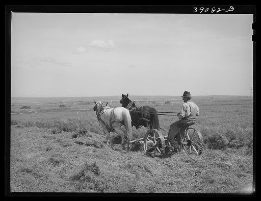Untitled photo, possibly related to: Ray Halstead, FSA (Farm Security Administration) rehabilitation borrower harrowing his irrigated field. Dead Ox Flat, Malheur County, Oregon