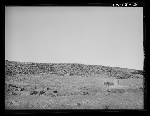 Untitled photo, possibly related to: Ray Halstead, FSA (Farm Security Administration) rehabilitation borrower harrowing his irrigated field. Dead Ox Flat, Malheur County, Oregon