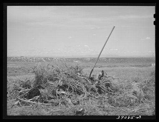 Pile of rabbit brush and sage brush which will be used for heating, etc. Farm on the Vale-Owyhee irrigation project, Malheur County, Oregon. There are no trees except those raised and irrigated for shade and ornamental purposes and their wood is much too valuable to be burned