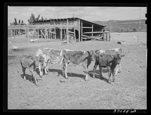 Calves belonging to Mr. White, FSA (Farm Security Administration) rehabilitation borrower at Dead Ox Flat. Vale-Owyhee irrigation project, Malheur County, Oregon