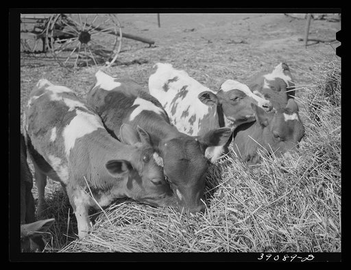 Calves belonging to Mr. White, FSA (Farm Security Administration) rehabilitation borrower at Dead Ox Flat. Vale-Owyhee irrigation project, Malheur County, Oregon