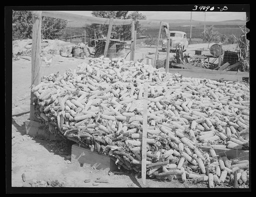Corn raised for feed of Mr. White, FSA (Farm Security Administration) rehabilitation borrower at Dead Ox Flat. Vale-Owyhee irrigation project, Malheur County, Oregon