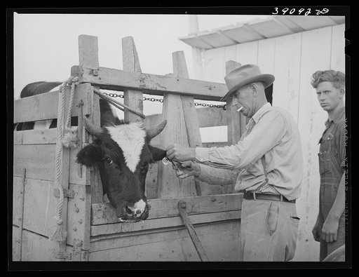 Tagging calf to be sold at auction. Ontario, Oregon