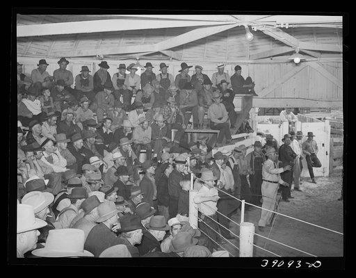 Auction of livestock. Ontario, Oregon