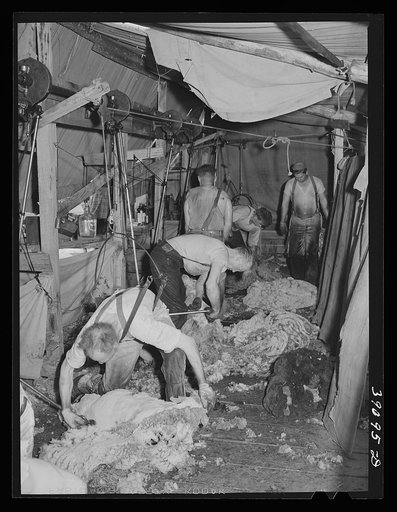 Shearing sheep on ranch in Malheur County, Oregon
