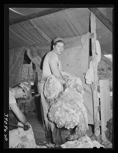 Taking away the fleece shorn from sheep. Ranch in Malheur County, Oregon