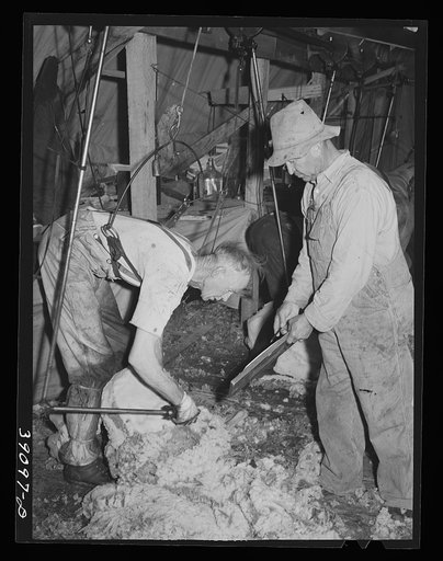 Shearing sheep with electrical shearer. Ranch in Malheur County, Oregon