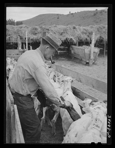 Painting brands on shorn sheep. Ranch in Malheur County, Oregon