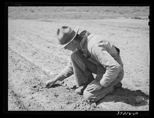 Newly-arrived farmer examining sprouting corn. Vale-Owyhee irrigation project, Malheur County, Oregon