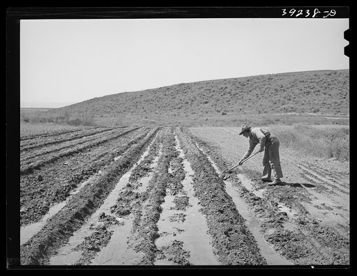 Newly-arrived farmer on the Vale-Owyhee irrigation project. Malheur County, Oregon