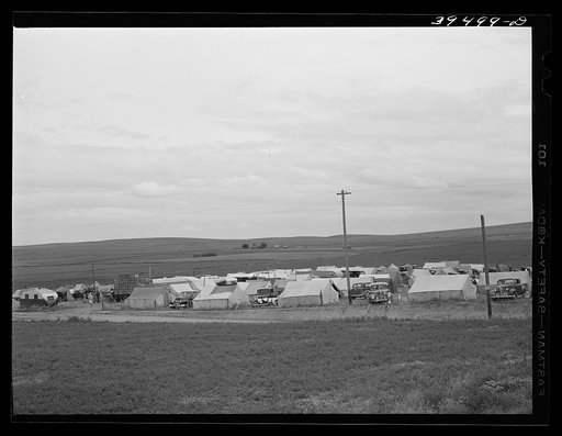 Pea pickers' camp, Canyon County, Idaho. These pickers travel with a labor contractor who secures jobs and provides the campgrounds