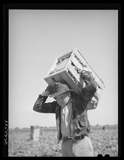 Lettuce picker brings in a crate. Canyon County, Idaho
