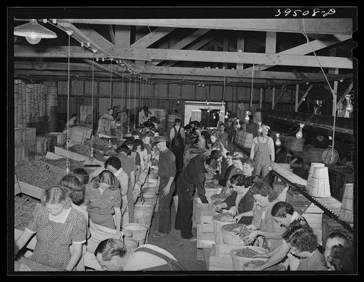 Untitled photo, possibly related to: Pea packing plant. Canyon County, Idaho