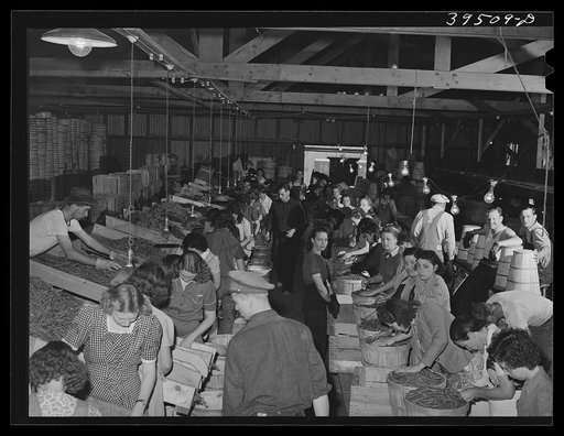 Untitled photo, possibly related to: Pea packing plant. Canyon County, Idaho