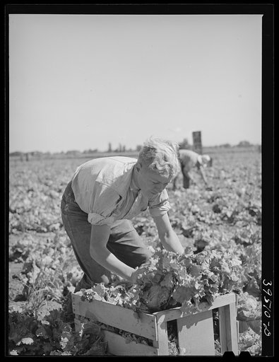 Putting lettuce in crates in the field. Canyon County, Idaho. Few women or children work in lettuce in this section
