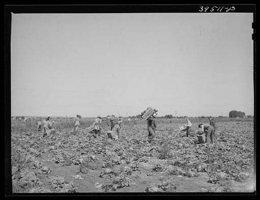 Lettuce fields with pickers. Canyon County, Idaho
