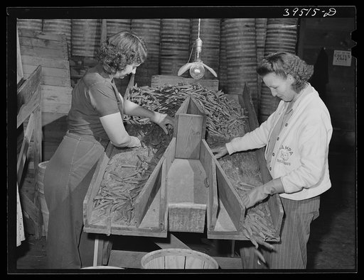 Grading peas for packing and shipment. Nampa, Canyon County, Idaho