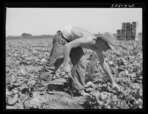 Cutting lettuce in the field. Canyon County, Idaho