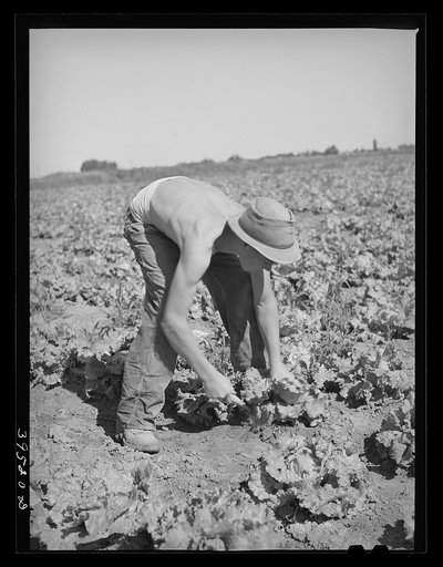 Cutting lettuce. Canyon County, Idaho