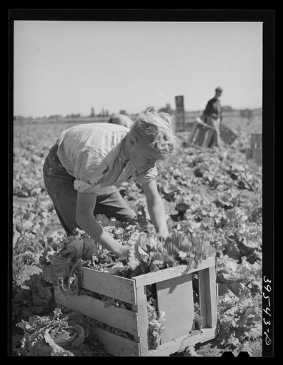 Putting lettuce in crates in the field. Canyon County, Idaho