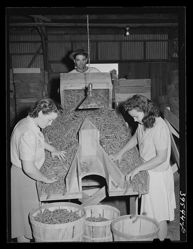 Grading peas. Canyon County, Idaho