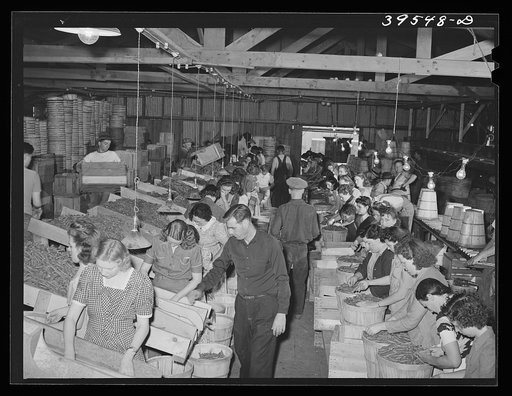 Pea packing plant. Canyon County, Idaho