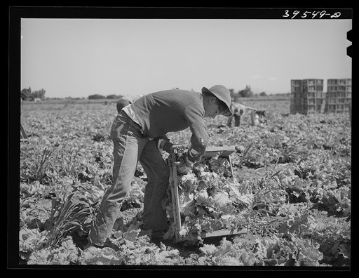 Packing lettuce in crates in field. Canyon County, Idaho