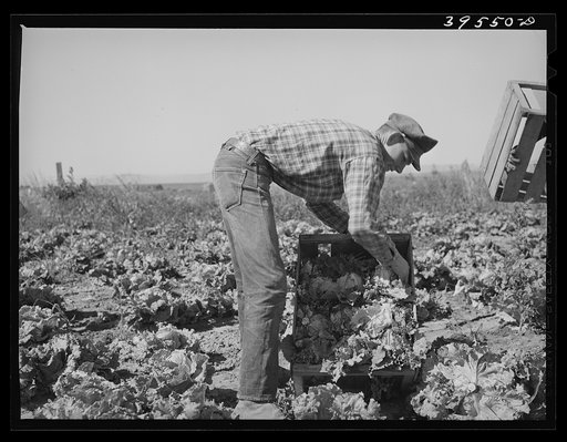 Untitled photo, possibly related to: Packing lettuce in crates in field. Canyon County, Idaho