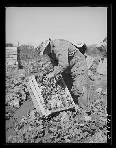 Packing lettuce into crates in field. Canyon County, Idaho
