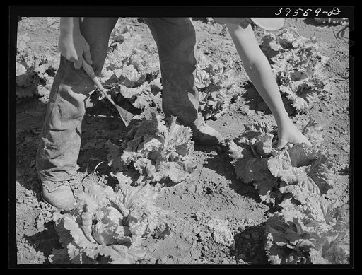 Cutting lettuce. Canyon County, Idaho