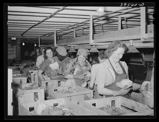 Cleaning lettuce and packing it for shipment. Canyon County, Idaho