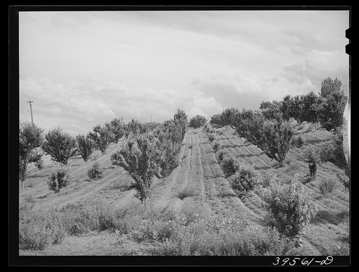 Orchard showing young trees between older growth and irrigation ditches. Canyon County, Idaho