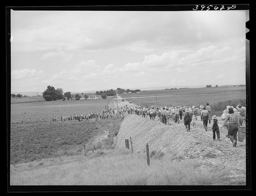 Pea pickers going into the fields. This is the group which travels with a labor contractor. Canyon County, Idaho
