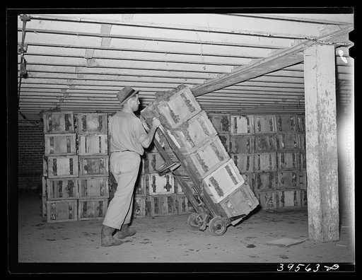 Crates of lettuce being wheeled to refrigerator cars for shipment. Canyon County, Idaho