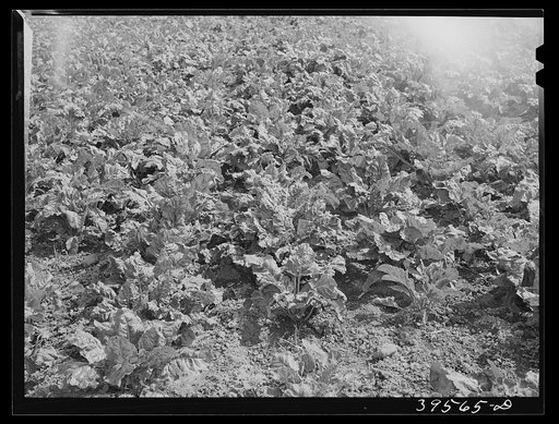 Untitled photo, possibly related to: Cutting lettuce. Canyon County, Idaho