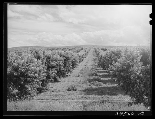 Orchard. Canyon County, Idaho. Approximately 300 cars of peaches are shipped for Idaho annually