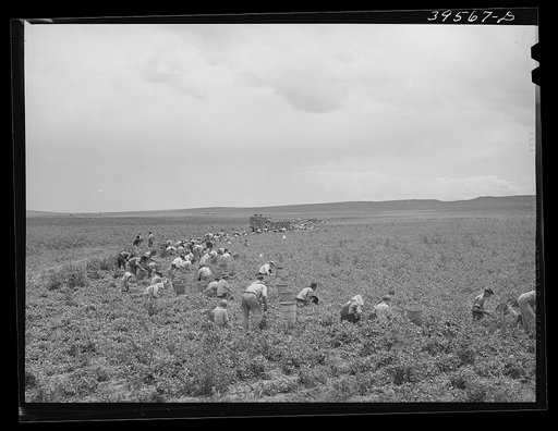 Picking peas. Canyon County, Idaho. This is a field picked by labor supplied by a labor contractor