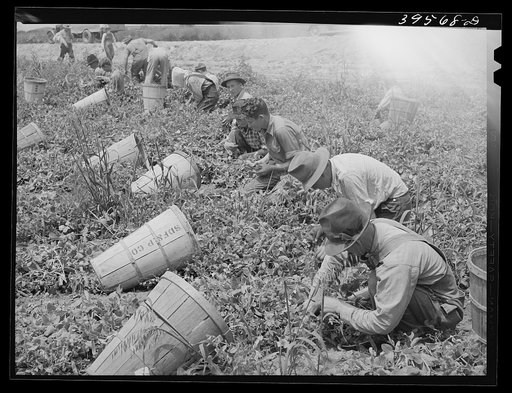 Pea pickers in the field. Canyon County, Idaho
