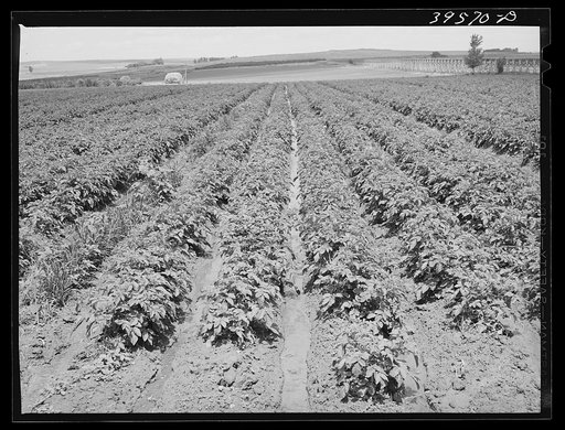 Irrigated potato field. Canyon County, Idaho. Average annual shipment of potatoes from Idaho is 30,000 cars