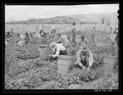 Pea pickers at work. Canyon County, Idaho. This is labor supplied by contractors