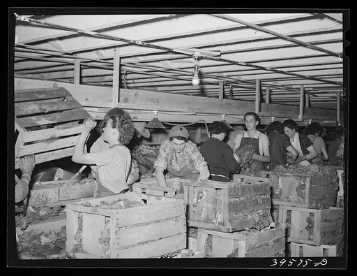 Untitled photo, possibly related to: Cleaning lettuce and packing it for shipment. Canyon County, Idaho