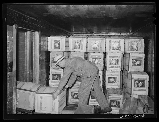 Crates of lettuce for shipment. Canyon County, Idaho