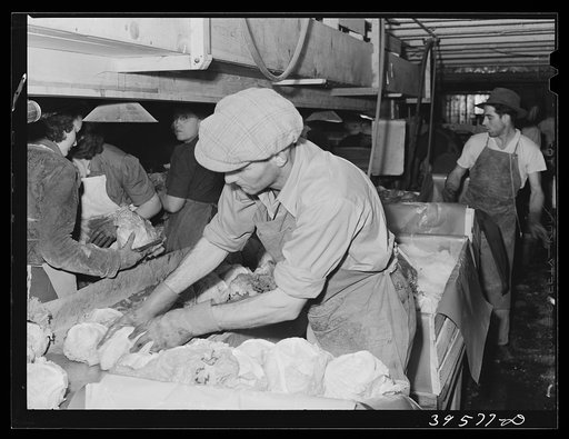 Packing lettuce in crates for shipment. Canyon County, Idaho