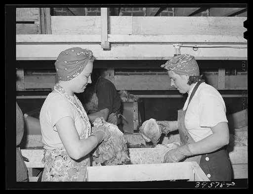 Packing lettuce in crates for shipment. Canyon County, Idaho