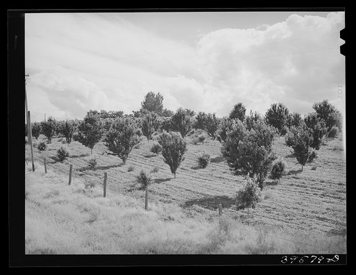 Orchard. Canyon County, Idaho. Notice new trees, also irrigation ditches